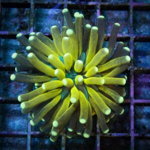 A Yellow Color Ball Shaped Coral on a Net