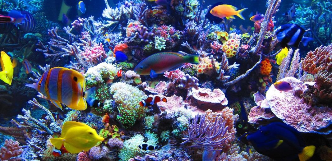 A Coral Reef With Multi Color Fishes