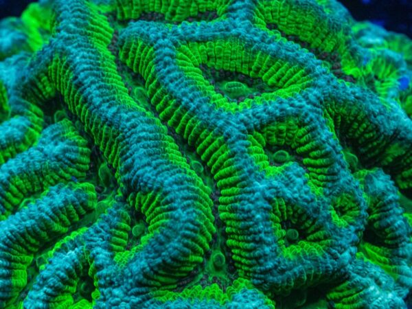 A Green and Blue Color Coral in Neon Color Close Up