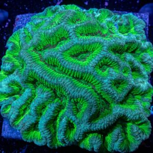 A Green and Blue Color Coral in Neon Color