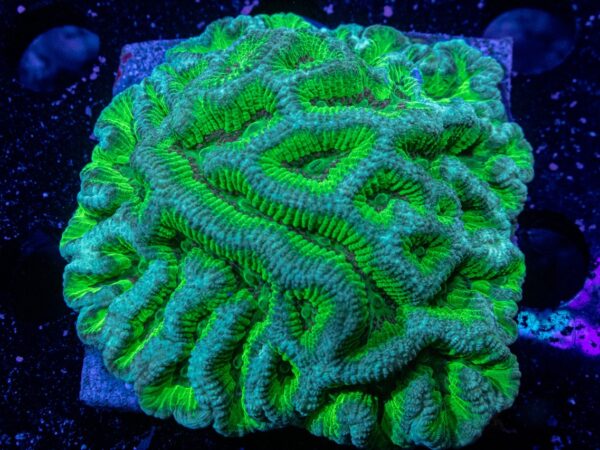 A Green and Blue Color Coral in Neon Color