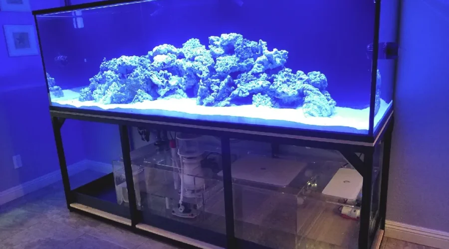 A fish tank in a room with blue lights.