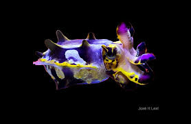 Discovering the Flamboyant Cuttlefish